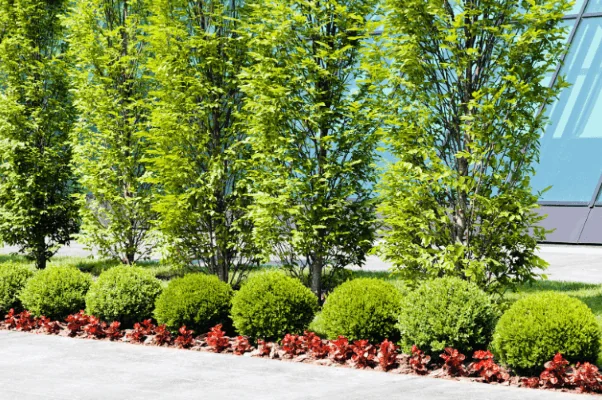 Commercial property landscaping with manicured hedges — Charlottesville VA