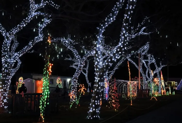 Outdoor Christmas lights on trees — Charlottesville VA