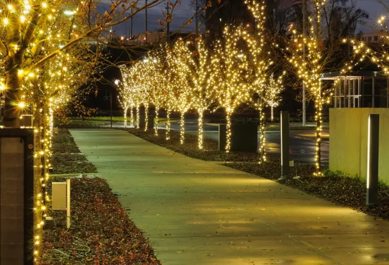 Tree-lined walkway wrapped in string lights — Charlottesville VA