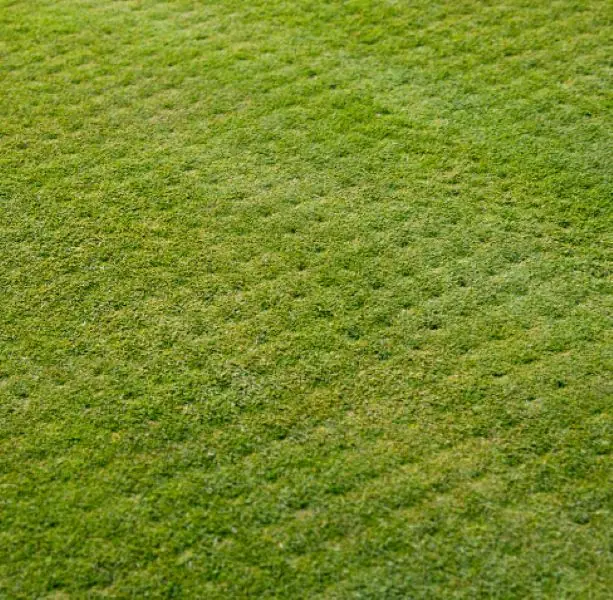 Lawn with visible aeration plugs — Charlottesville VA