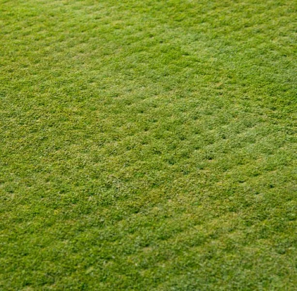 Lawn covered with soil plugs after core aeration — Charlottesville VA