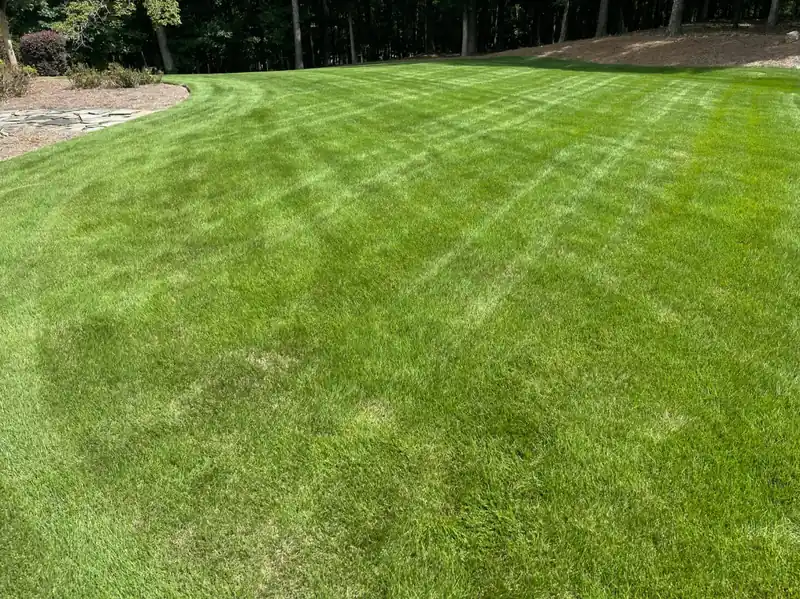 Healthy established lawn after aeration and overseeding — Charlottesville VA