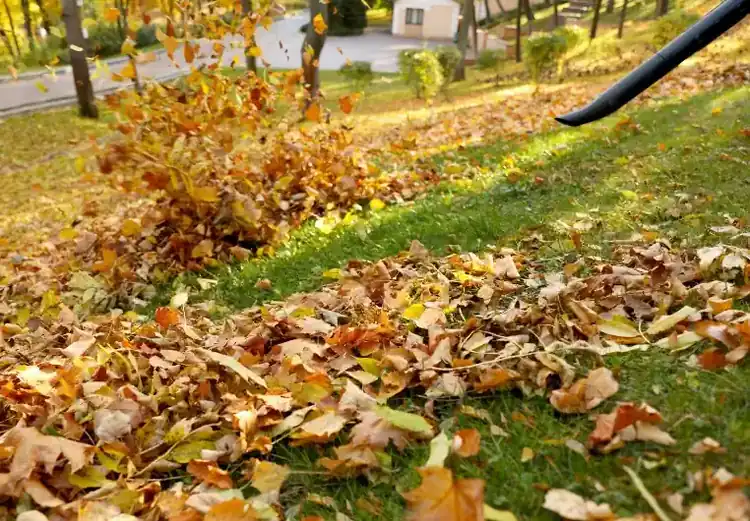 Leaf blower clearing fallen leaves — Charlottesville VA
