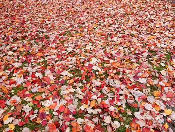 Yard covered in fall leaves before cleanup — Charlottesville VA