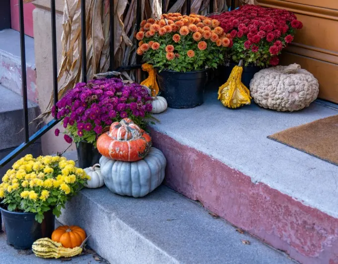 Fall steps display with mums, gourds, and heirloom pumpkins — Charlottesville VA