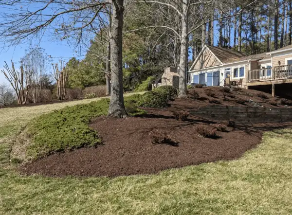Sod lawn with mature trees and driveway — Charlottesville VA