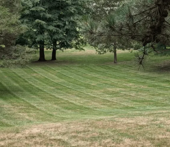 Healthy established sod lawn — Charlottesville VA