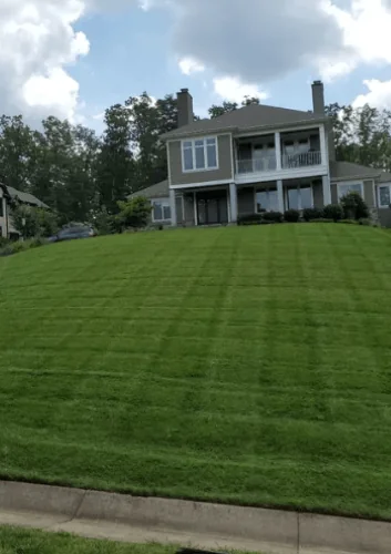 Established striped lawn after sod installation — Charlottesville VA
